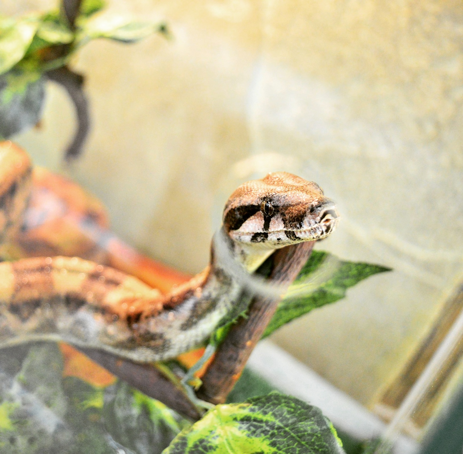 The snake in the porthole - My, Boa, Snake, Window, Terrarium