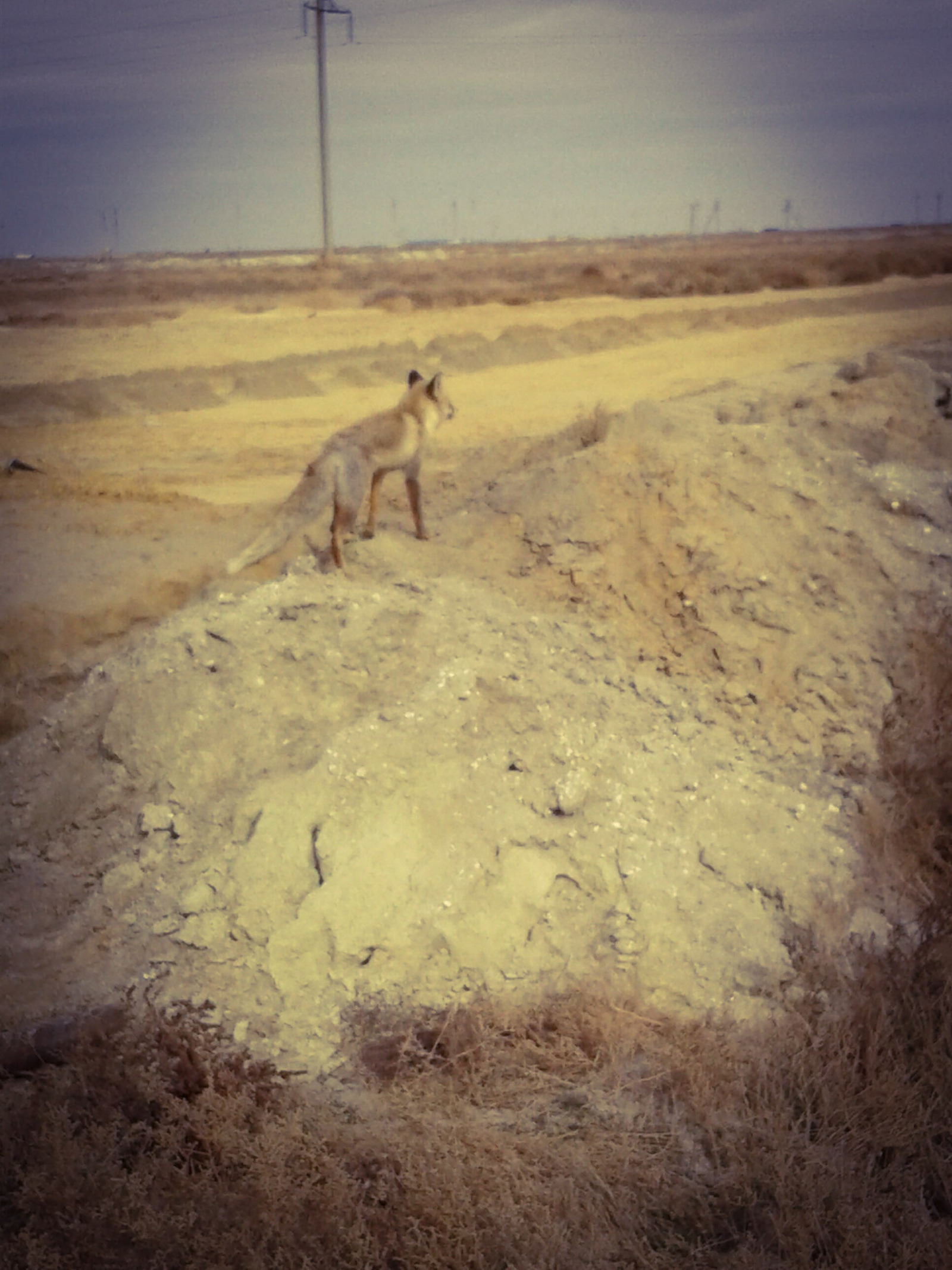 Fox - My, Fox, Kazakhstan, Longpost