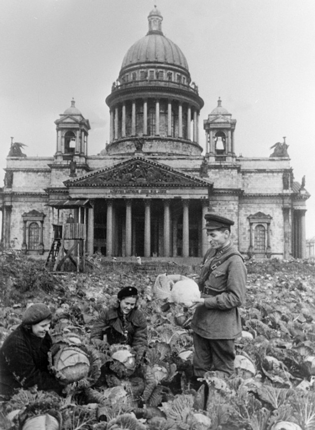 Блокадная капуста на огороде у Исаакиевского собора, 1942 год, Ленинград - Прошлое, Фотография, СССР, 20 век, Ленинград, Исаакиевский собор, Блокада