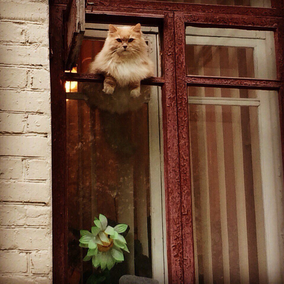 В окно весело играя. Кот на окне. Кот в окошке. Толстый кот в окне. Котик у окна.