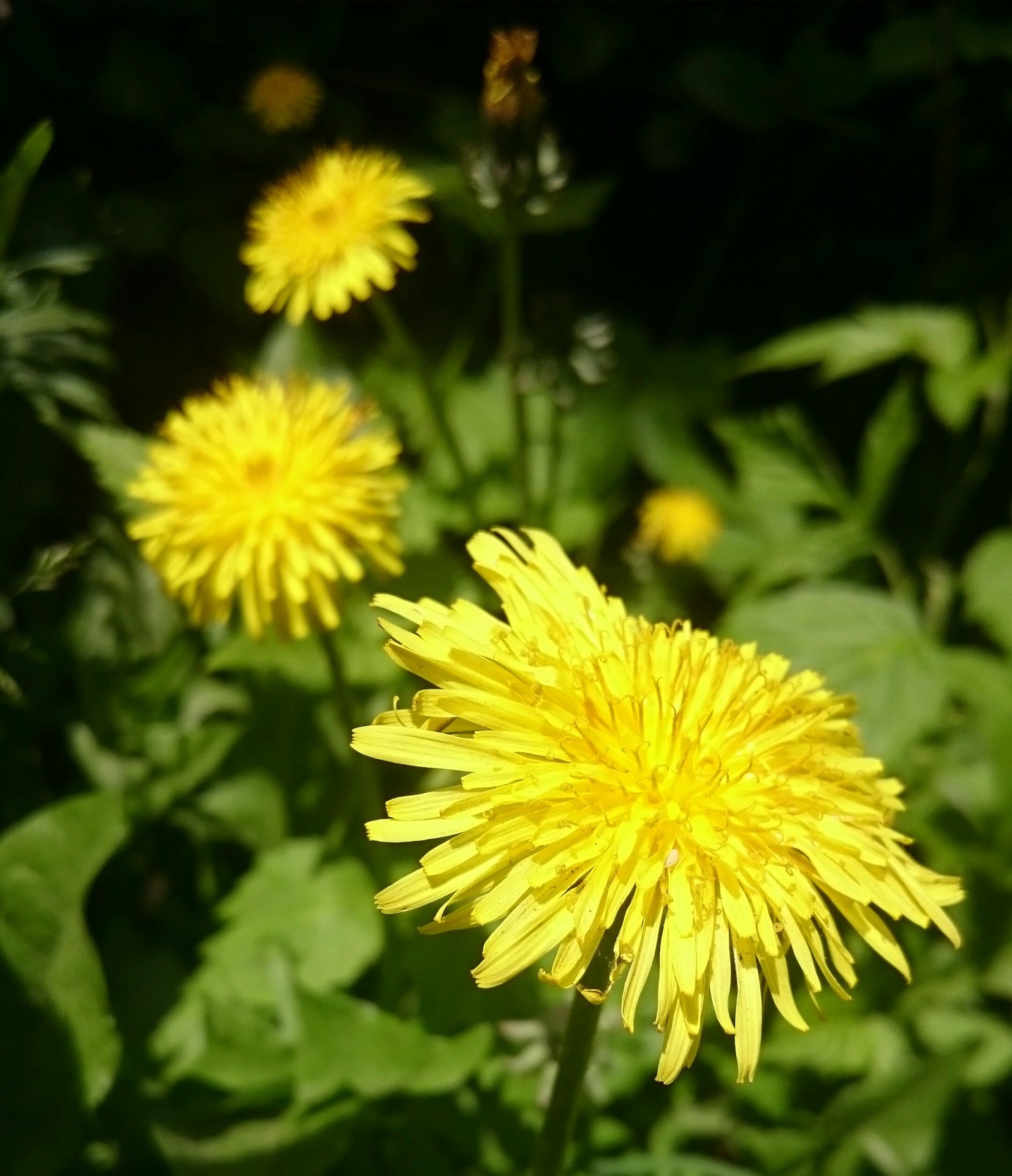 little sun - My, Summer, The photo, Flowers, My