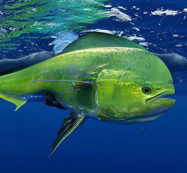 Dorado - A fish, Dorado, Fishing, The photo