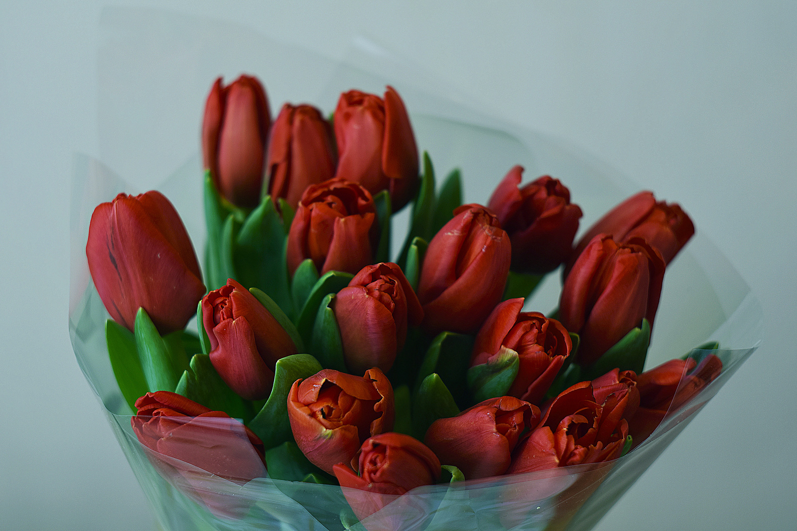 In anticipation of spring, tulips - My, The photo, Tulips, , Nikon, Helios 44m, Helios 44m