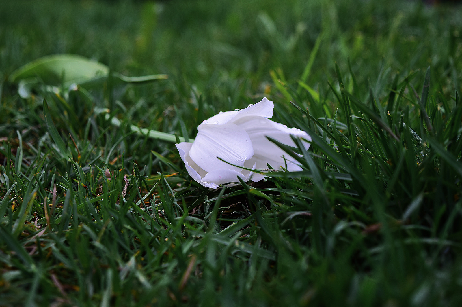 In anticipation of spring, tulips - My, The photo, Tulips, , Nikon, Helios 44m, Helios 44m