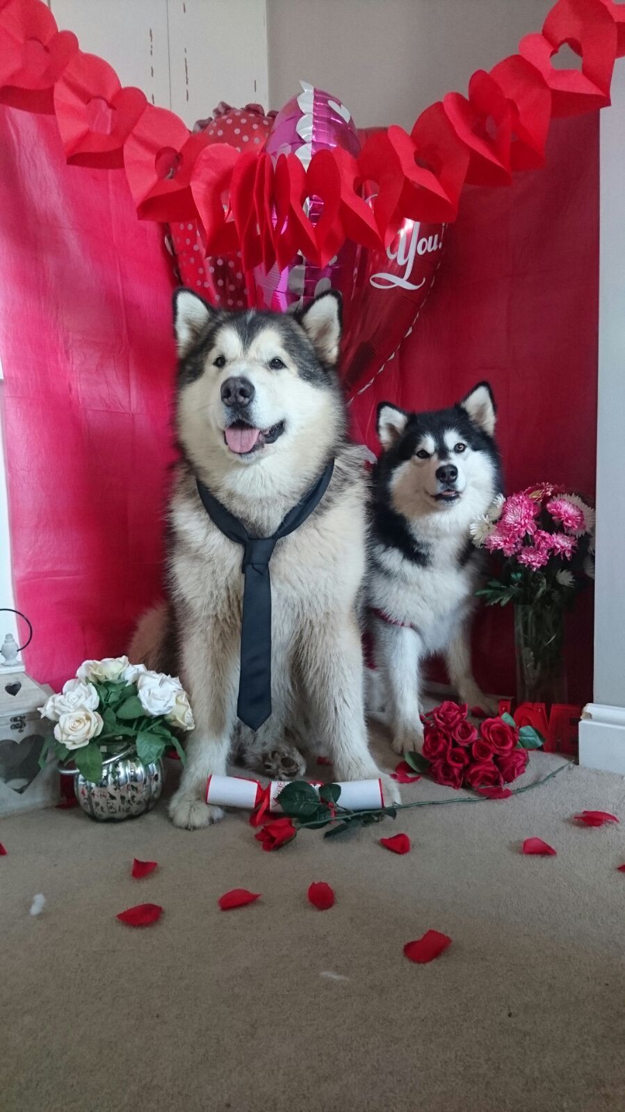 Compilation of my favorite dogs Phil and Nico for Valentine's Day - Dog, Milota, Phil, Nico, Valentine's Day, Longpost