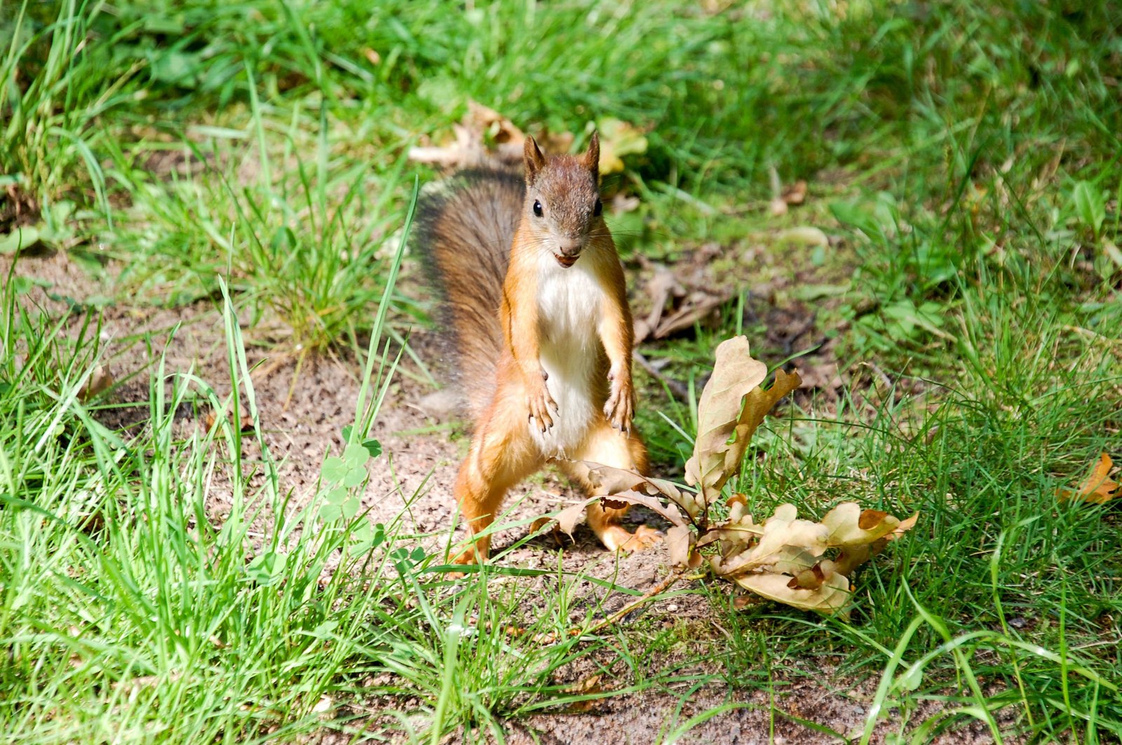 Work is not a squirrel, you can’t appease nuts. - My, Squirrel, The photo, Nature, Peterhof