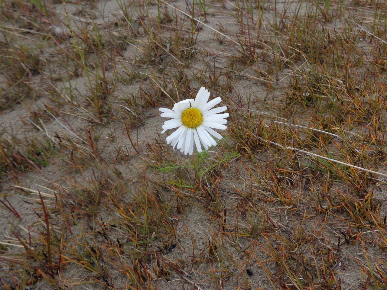 A bit of summer Yamal - My, Summer, , Longpost