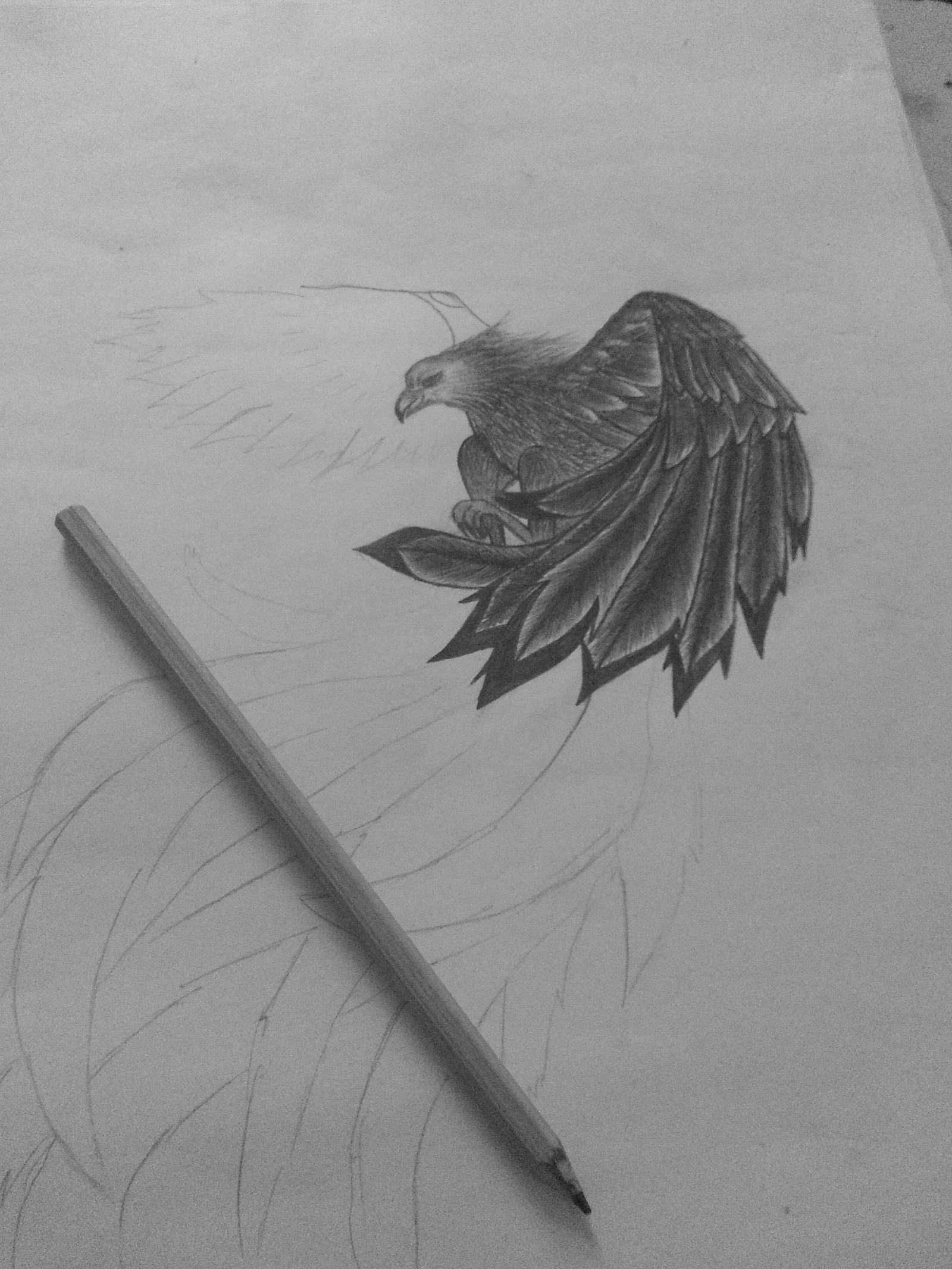 An unfinished drawing of a bird - My, Eagle, Predator birds, Pencil drawing