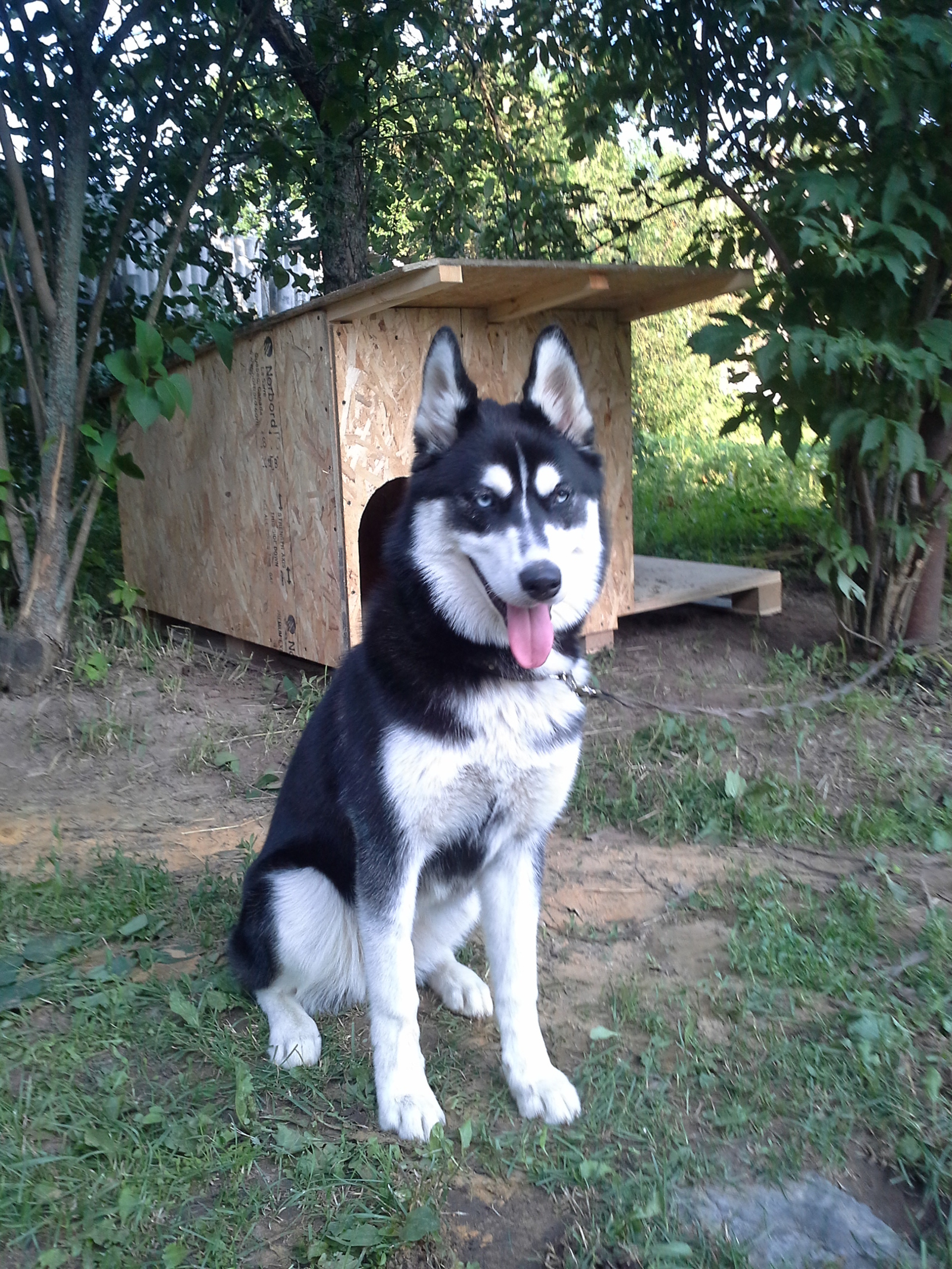 The dog ran away!!! - My, Husky, The missing, Longpost, Help, , Dog