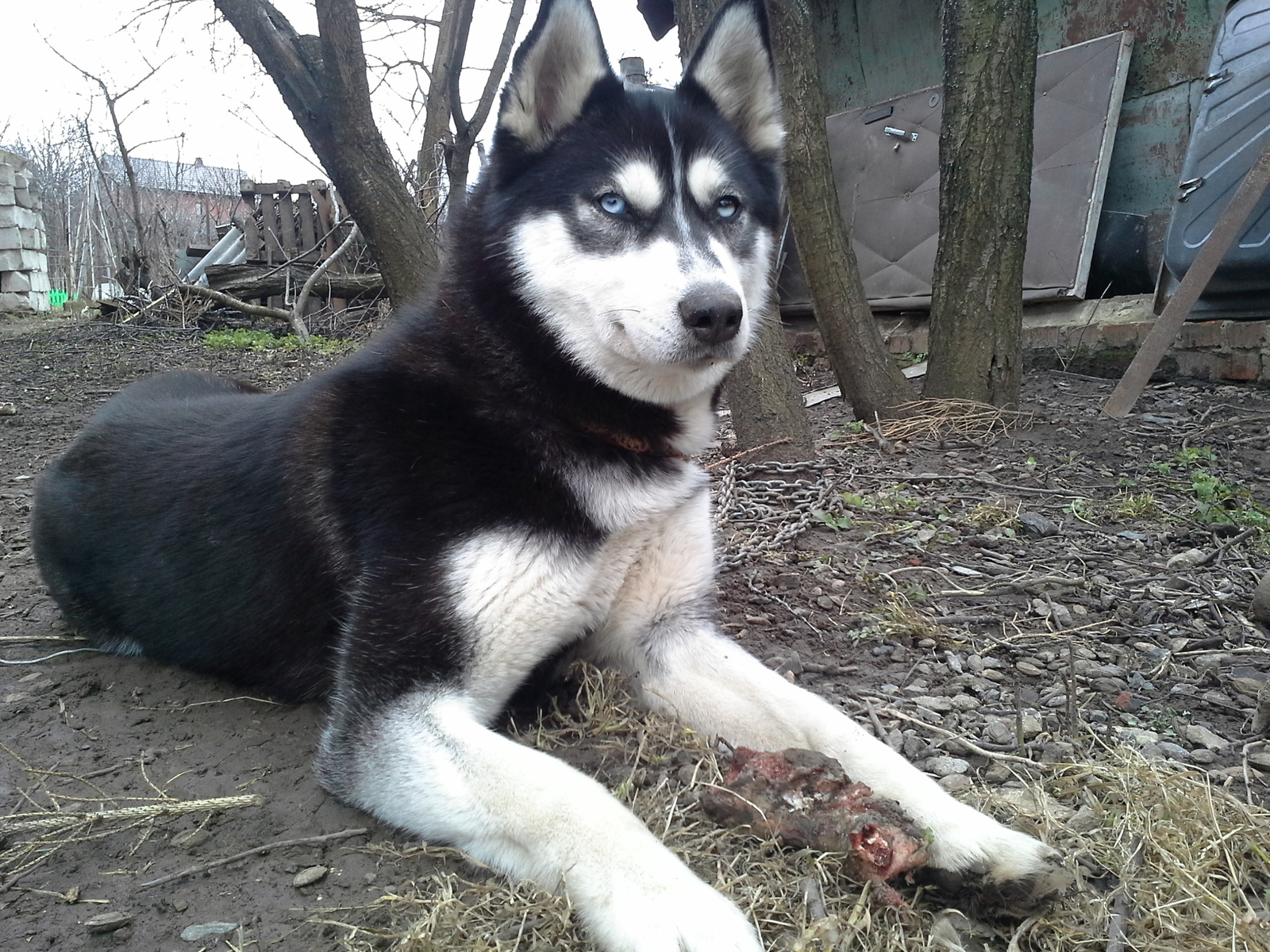 The dog ran away!!! - My, Husky, The missing, Longpost, Help, , Dog