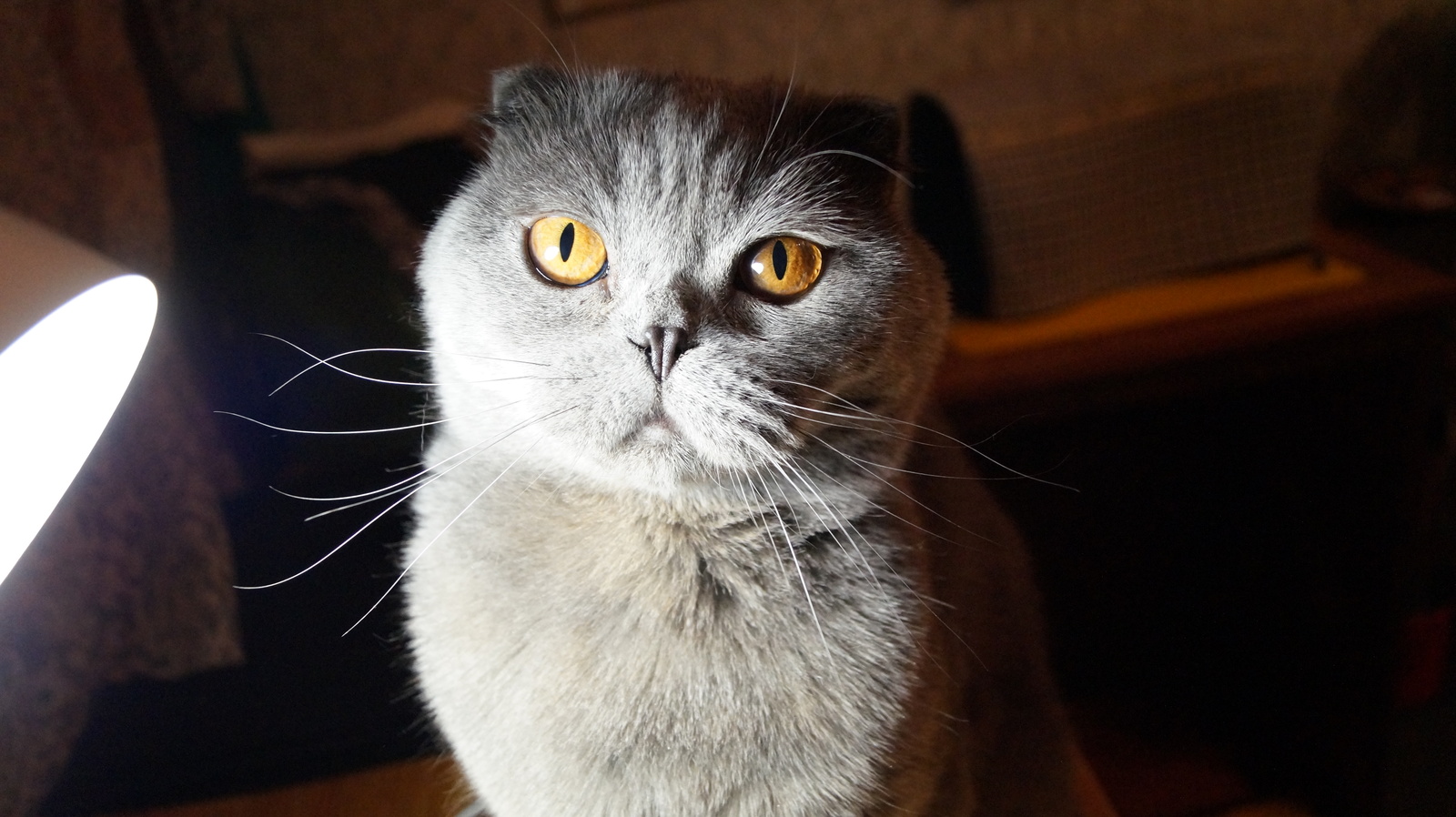 Solomon) - My, cat, Cunning, Scottish lop-eared, First post, Cunning