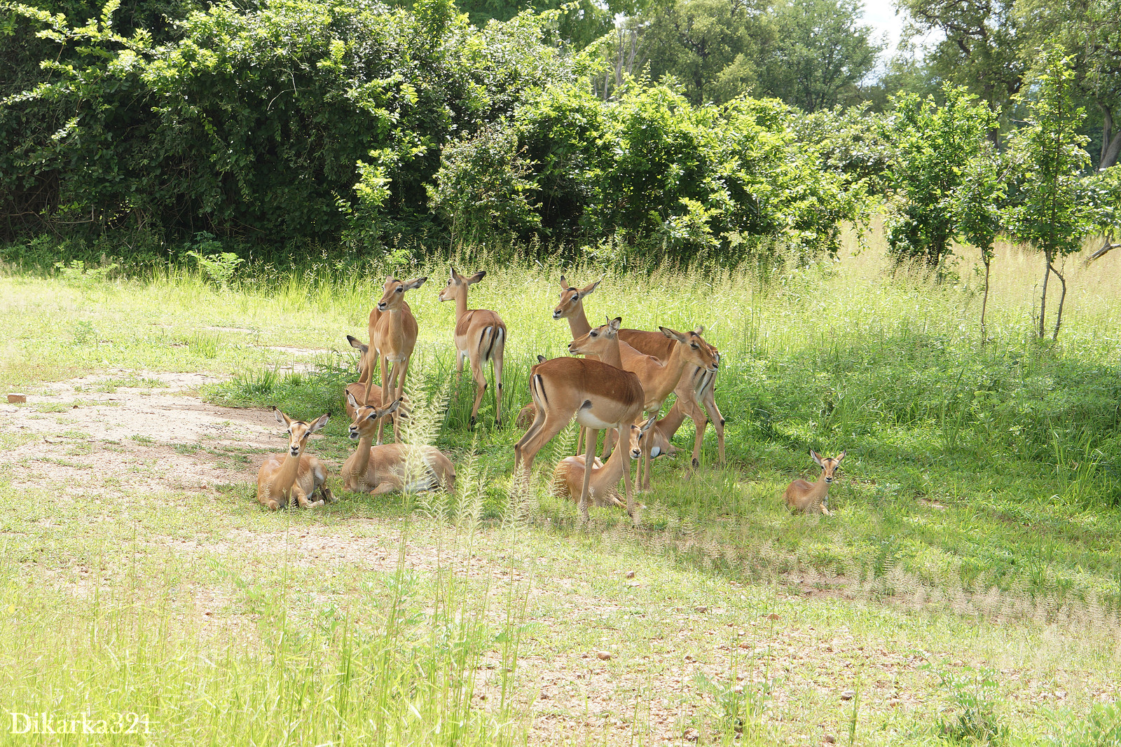 Journey to South Luangwa Part 1 photo - My, Zambia, South Luangwa, wildlife, Africa, Travels, Longpost