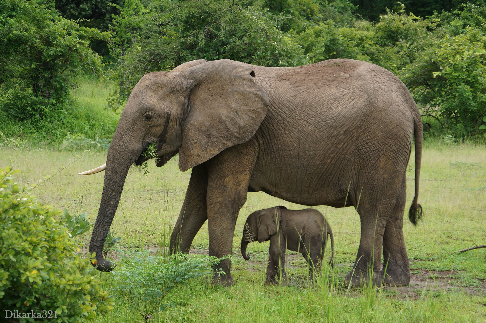 Journey to South Luangwa Part 1 photo - My, Zambia, South Luangwa, wildlife, Africa, Travels, Longpost