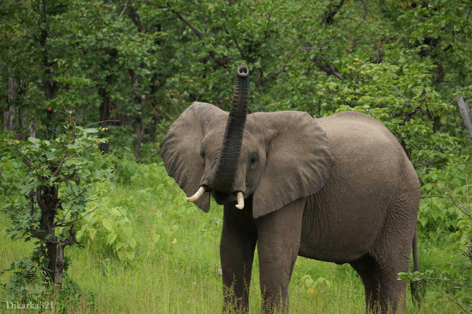 Journey to South Luangwa Part 1 photo - My, Zambia, South Luangwa, wildlife, Africa, Travels, Longpost