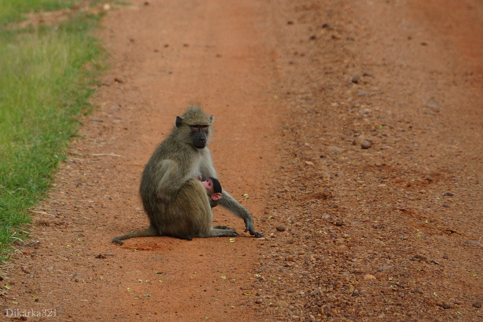 Journey to South Luangwa Part 1 photo - My, Zambia, South Luangwa, wildlife, Africa, Travels, Longpost