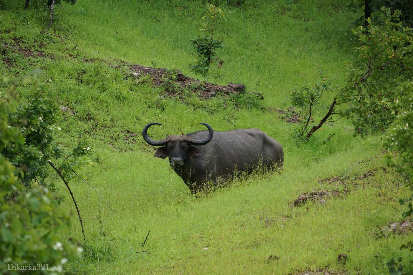 Journey to South Luangwa Part 1 photo - My, Zambia, South Luangwa, wildlife, Africa, Travels, Longpost