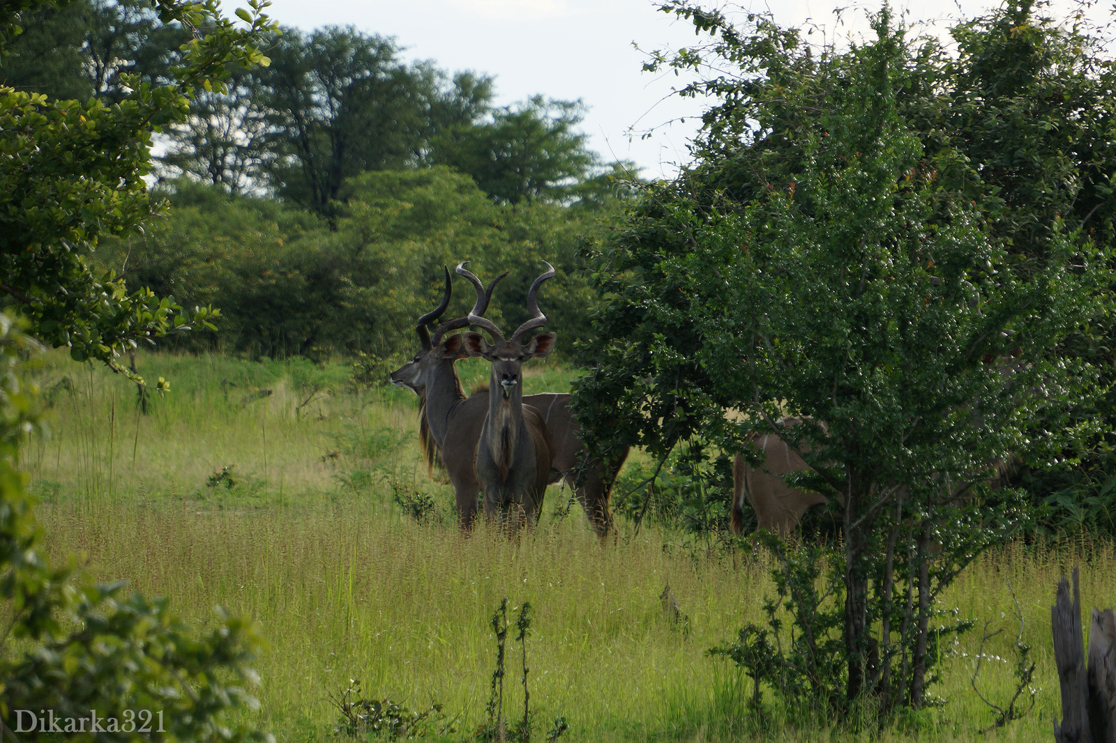 Journey to South Luangwa Part 1 photo - My, Zambia, South Luangwa, wildlife, Africa, Travels, Longpost