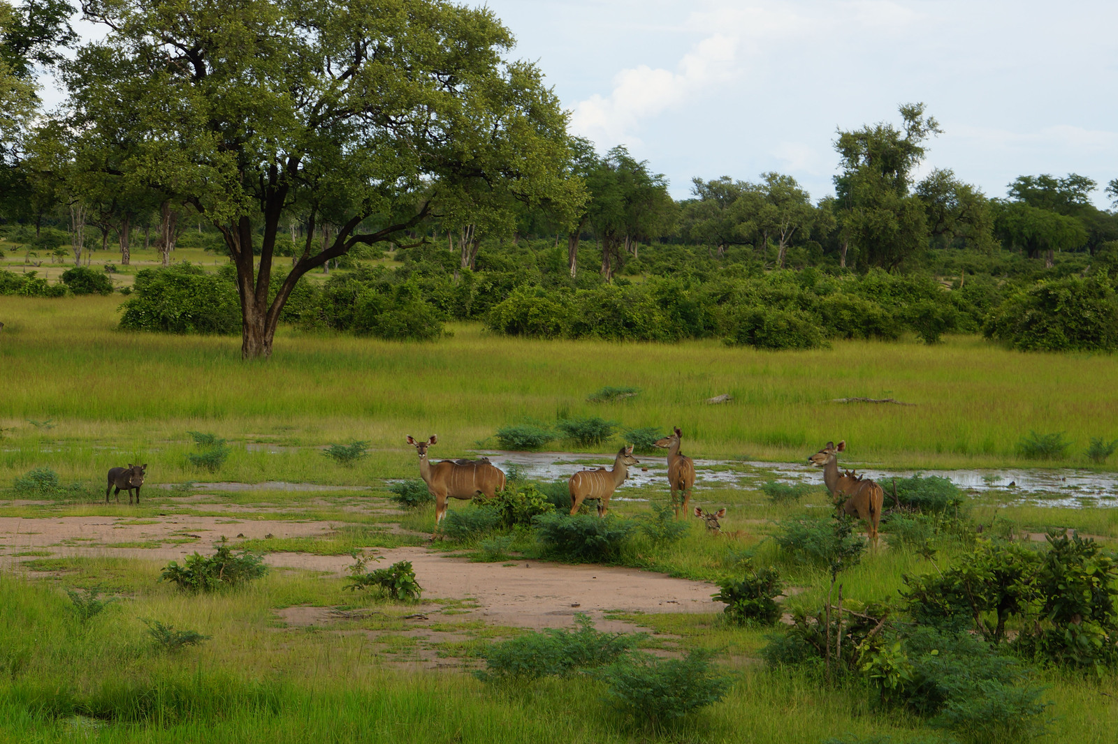 Journey to South Luangwa Part 1 photo - My, Zambia, South Luangwa, wildlife, Africa, Travels, Longpost