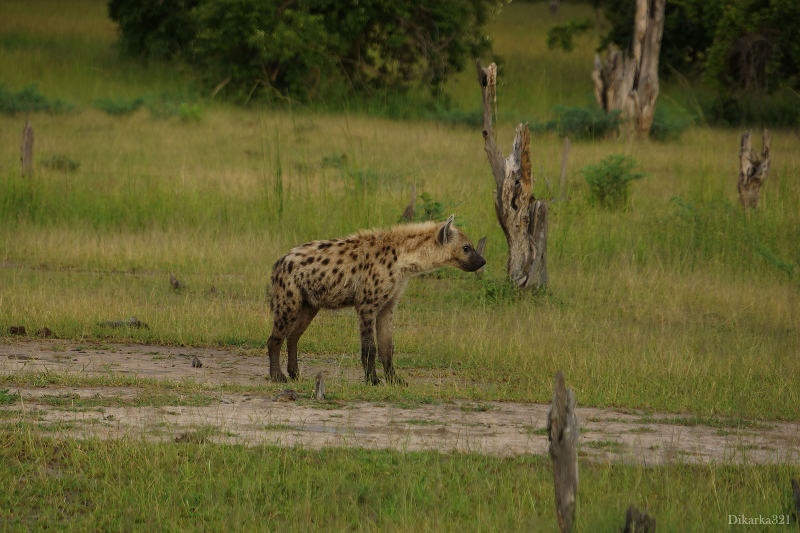 Journey to South Luangwa Part 1 photo - My, Zambia, South Luangwa, wildlife, Africa, Travels, Longpost