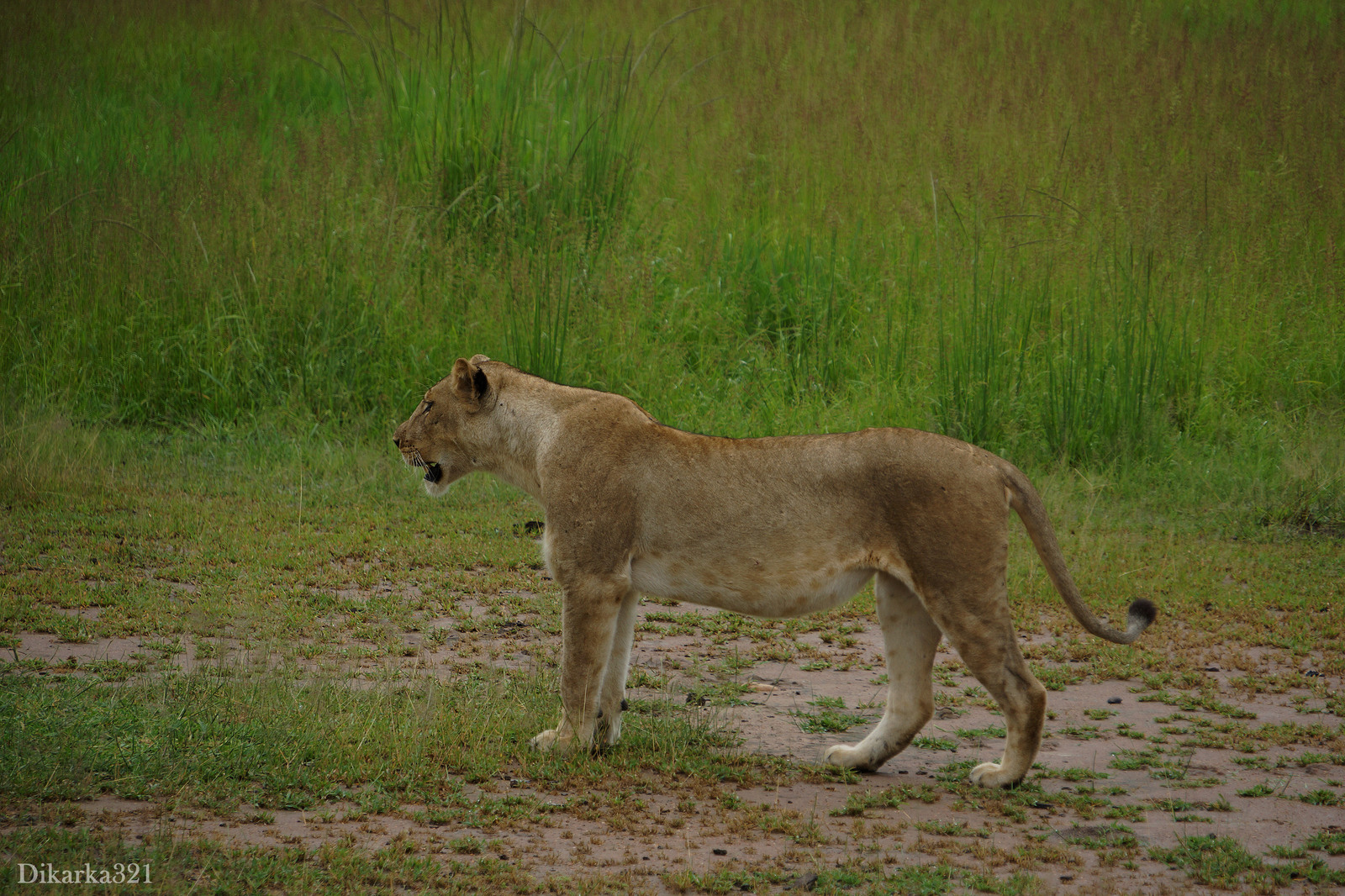 Journey to South Luangwa Part 1 photo - My, Zambia, South Luangwa, wildlife, Africa, Travels, Longpost