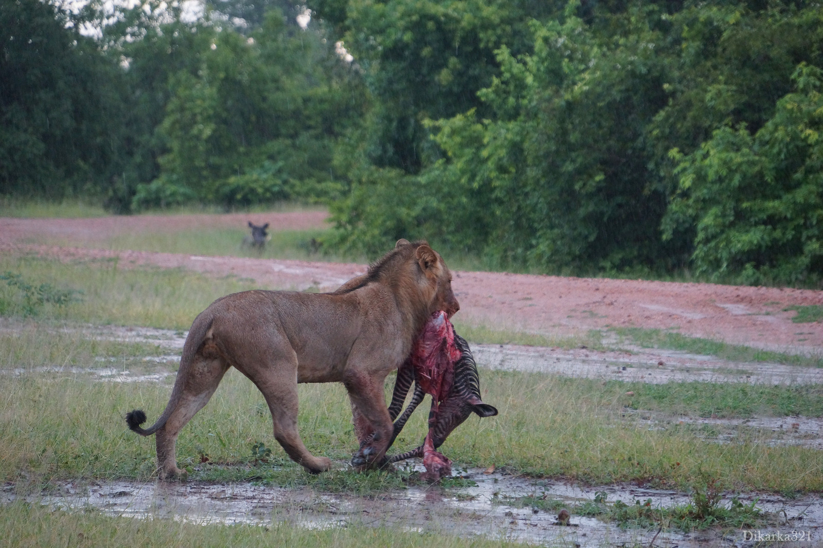 Journey to South Luangwa Part 1 photo - My, Zambia, South Luangwa, wildlife, Africa, Travels, Longpost