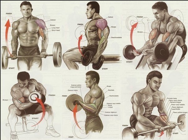 Упражнения с гантелями — лучшие упражнения с гантелями на все группы мышц