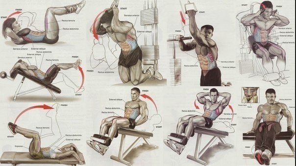 Качаем мышцы. Подробные картинки прокачки различных группы мышц