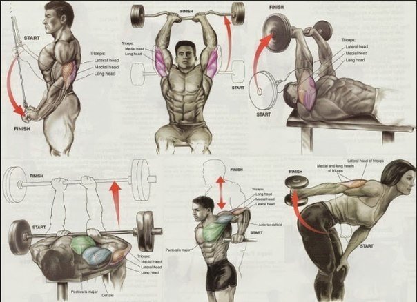 Какие упражнения качают какие мышцы