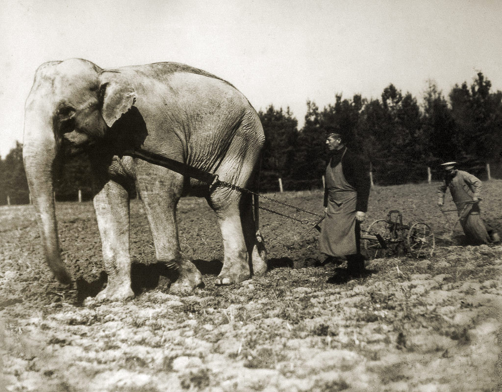 Well, finally, frost-resistant elephants! - Mammoth, , DNA, , Paleontology