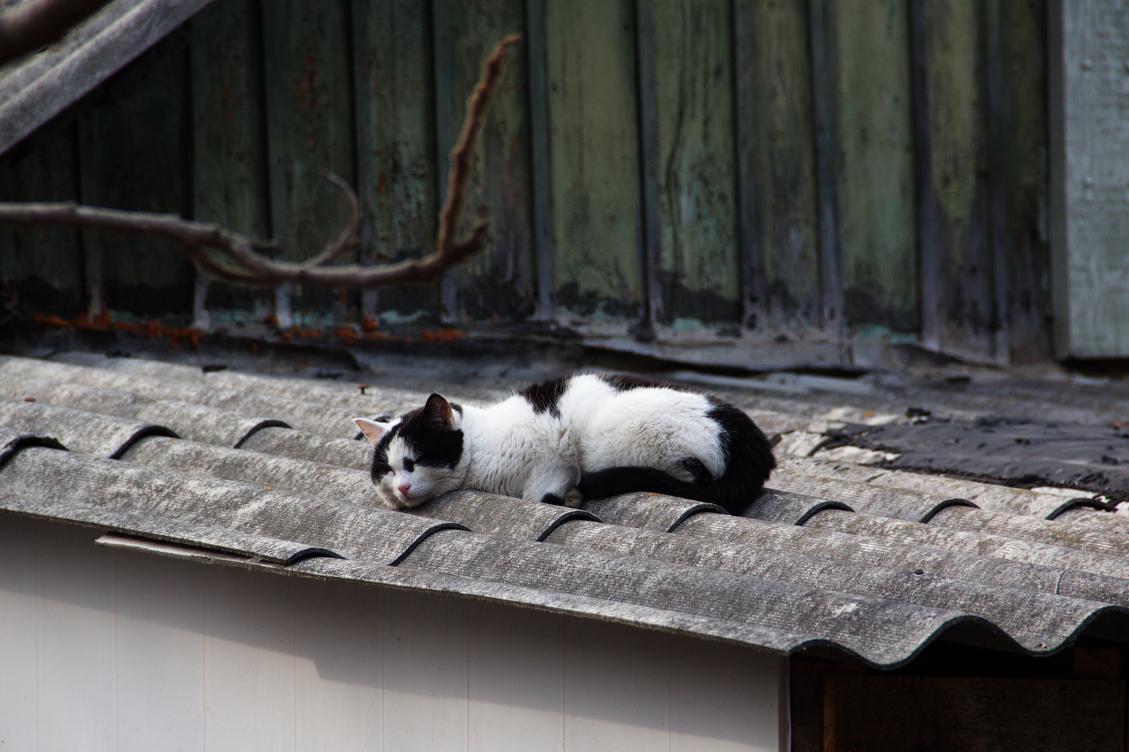 Cats - My, cat, The photo, Mustachioed - Striped, Animals, Longpost