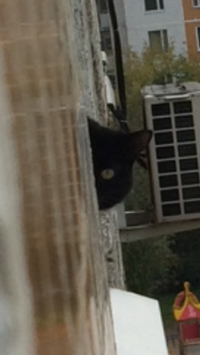 I think I'm paranoid - My, cat, Surveillance