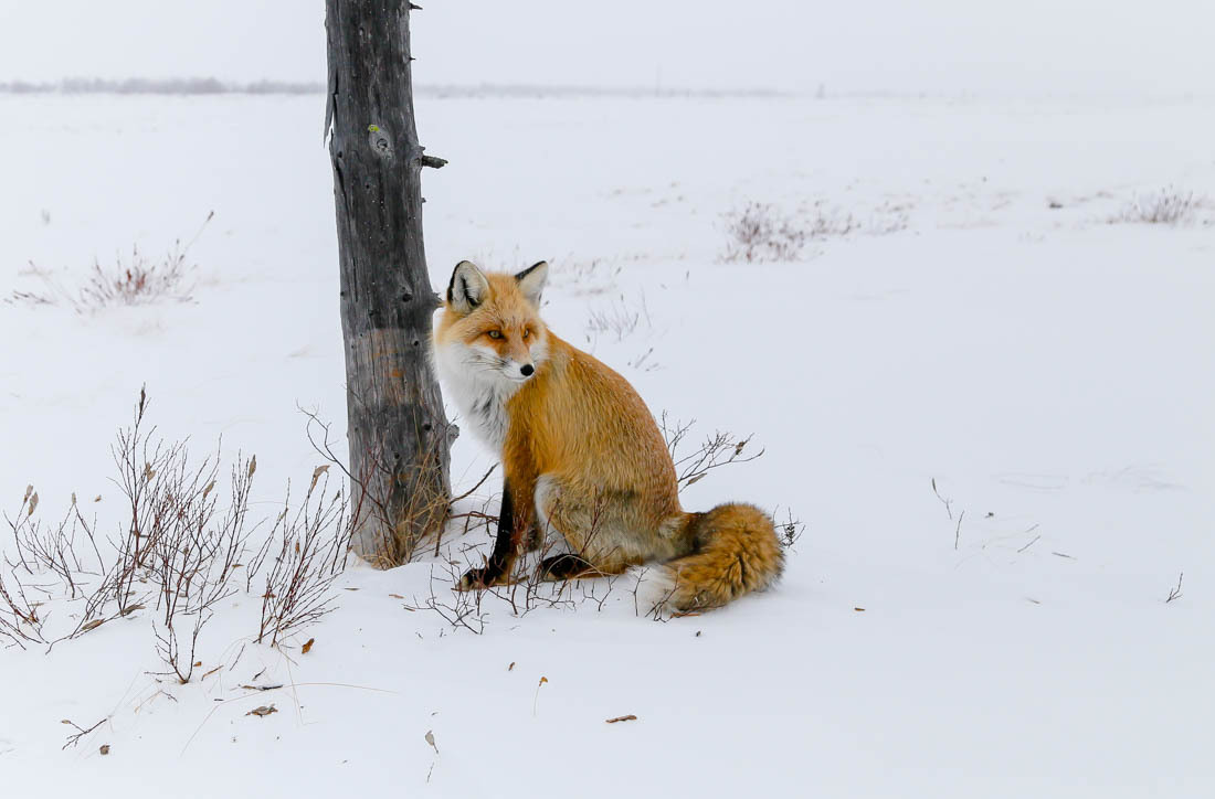 The magic of communication - 4. Fox on the tree. - Fox, Barguzin Nature Reserve, Artur Murzakhanov, Not mine, Longpost, Communication