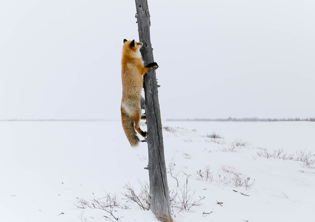 The magic of communication - 4. Fox on the tree. - Fox, Barguzin Nature Reserve, Artur Murzakhanov, Not mine, Longpost, Communication