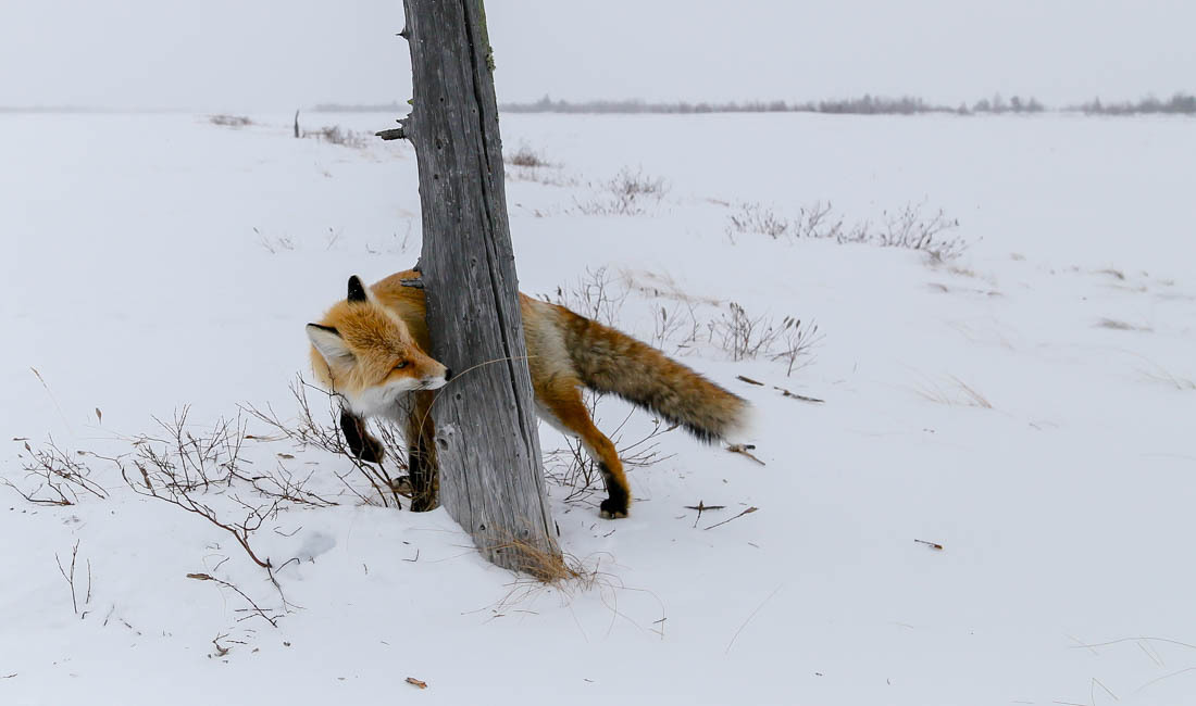 The magic of communication - 4. Fox on the tree. - Fox, Barguzin Nature Reserve, Artur Murzakhanov, Not mine, Longpost, Communication