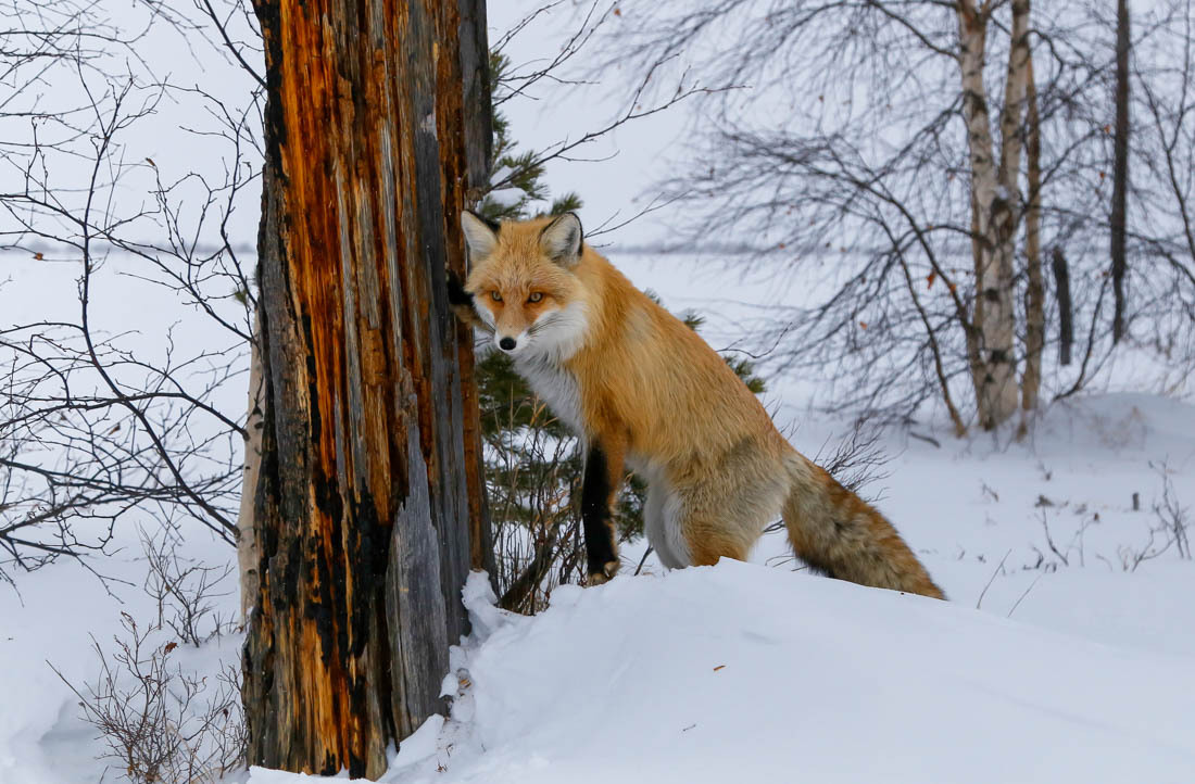 The magic of communication - 4. Fox on the tree. - Fox, Barguzin Nature Reserve, Artur Murzakhanov, Not mine, Longpost, Communication