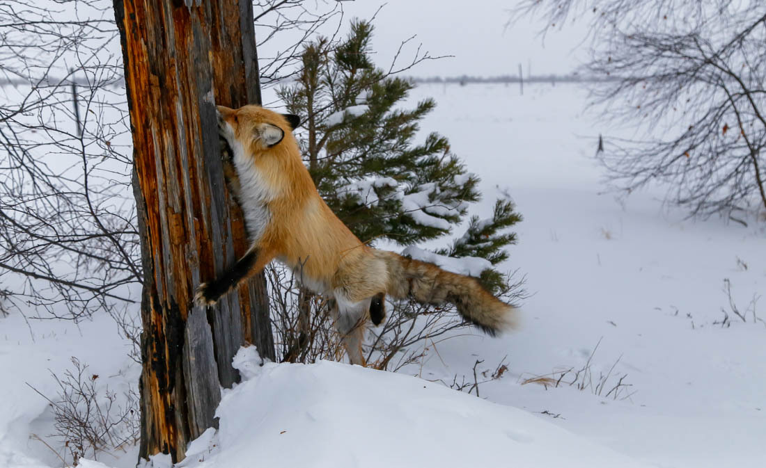 The magic of communication - 4. Fox on the tree. - Fox, Barguzin Nature Reserve, Artur Murzakhanov, Not mine, Longpost, Communication