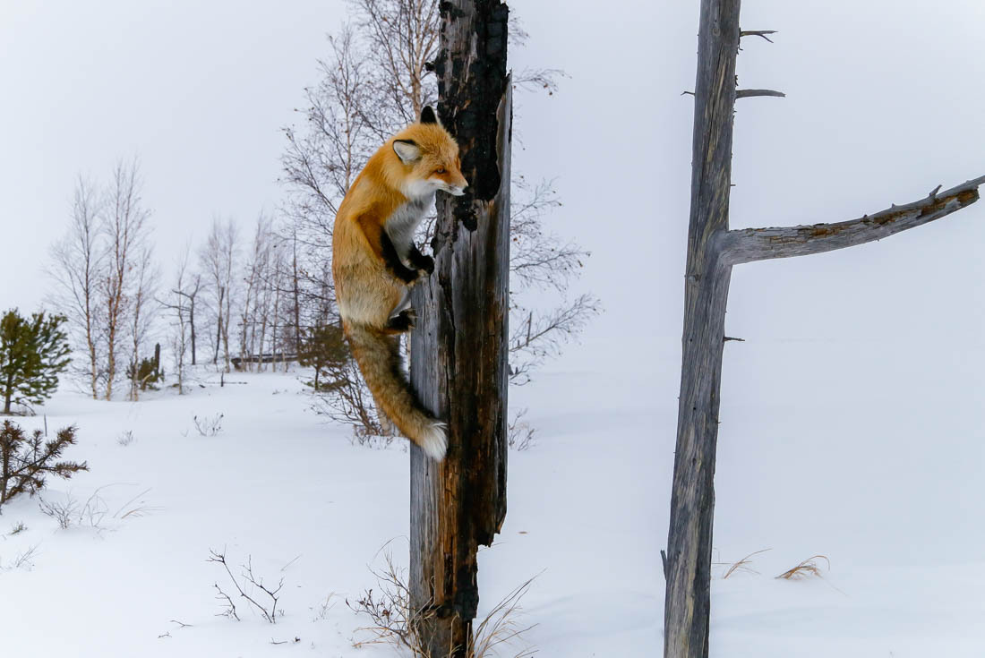 The magic of communication - 4. Fox on the tree. - Fox, Barguzin Nature Reserve, Artur Murzakhanov, Not mine, Longpost, Communication