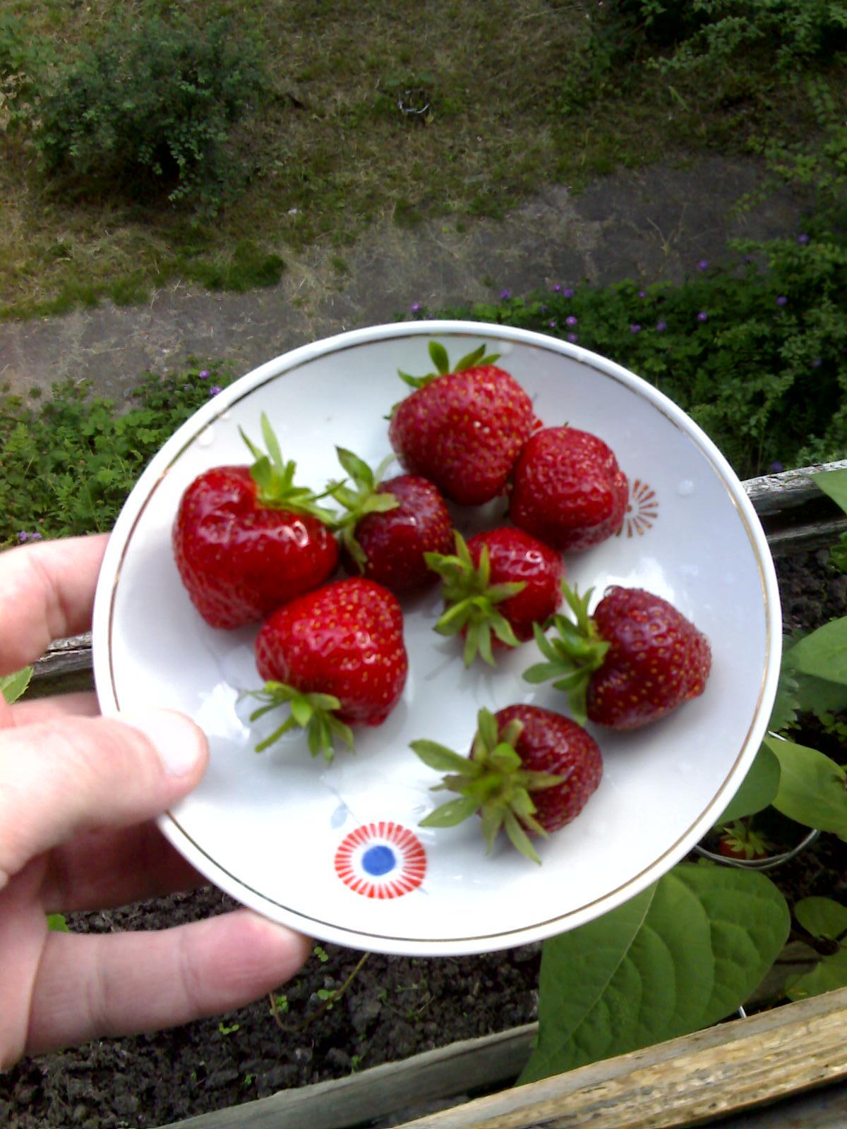 Strawberries on the balcony - My, , Garden, Hobby, Strawberry, Peas, Longpost, Strawberry (plant)