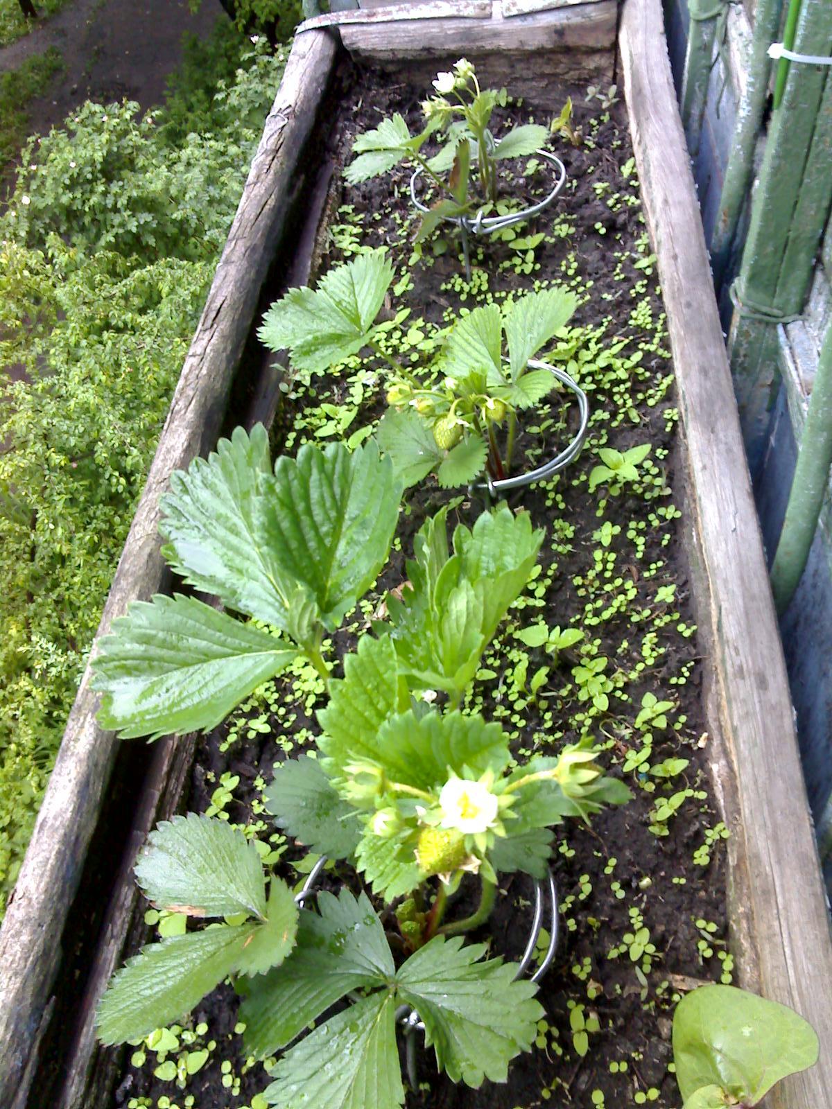 Strawberries on the balcony - My, , Garden, Hobby, Strawberry, Peas, Longpost, Strawberry (plant)