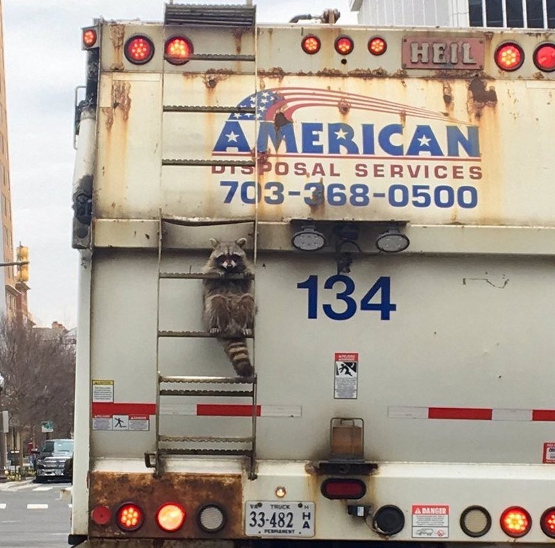 Companion - Auto, Car, Raccoon, Fellow travelers, Stairs, USA