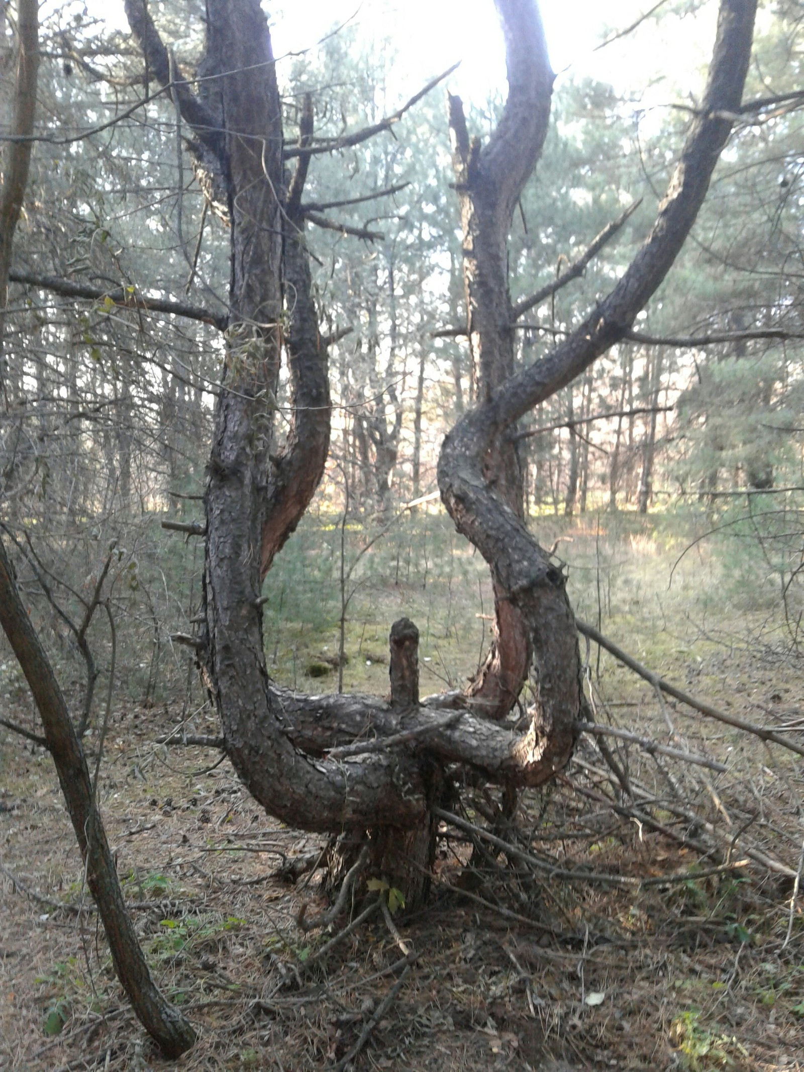 Strange tree. - My, Tree, Forest, Longpost