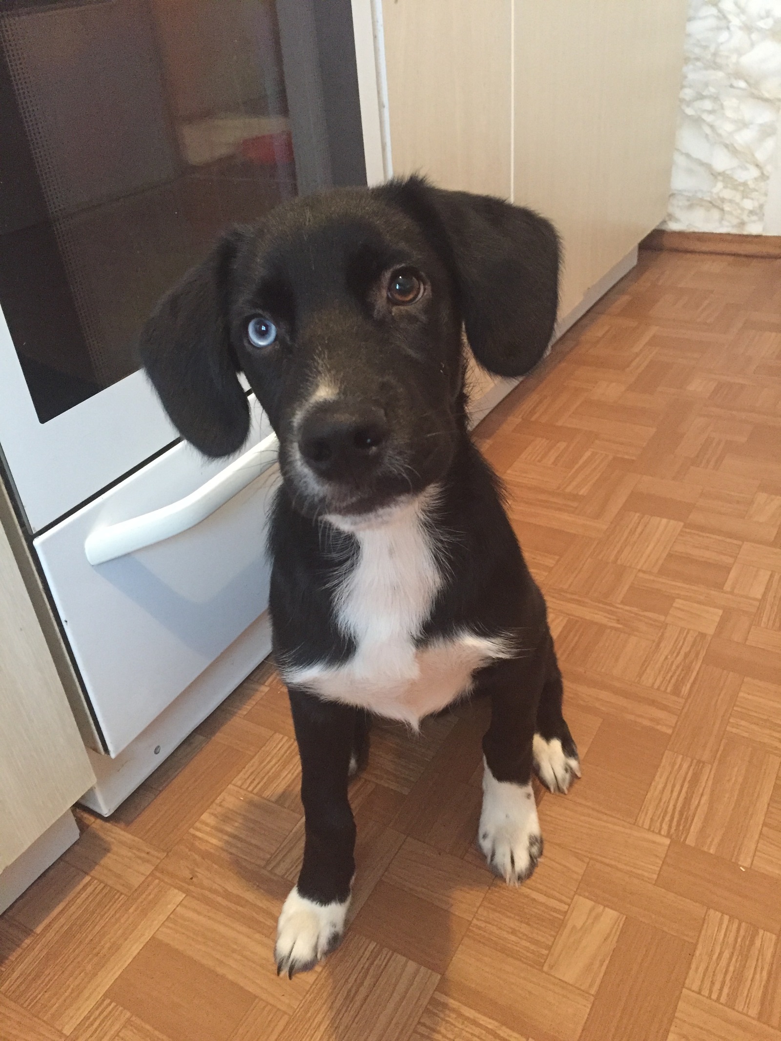 Looking for a home for a puppy, St. Petersburg - My, , I'll give it to good hands, Dog, Puppies, In good hands