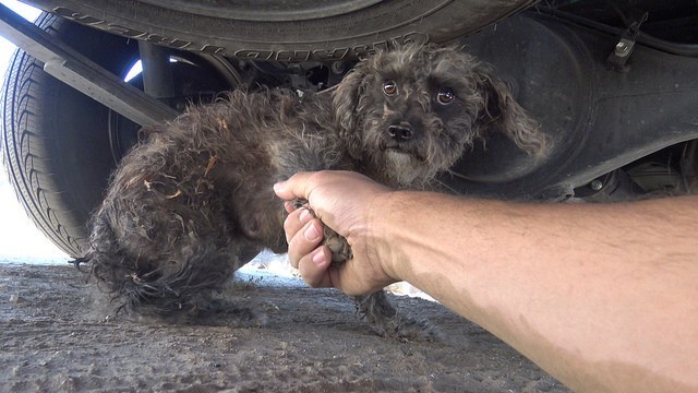 Homeless dog is afraid of rescuers - she protects her baby - Animals, Dog, Longpost