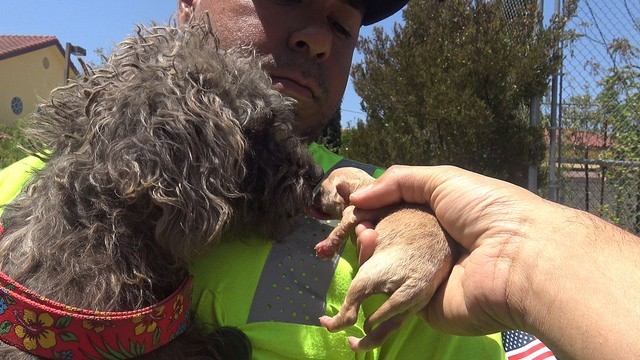 Homeless dog is afraid of rescuers - she protects her baby - Animals, Dog, Longpost