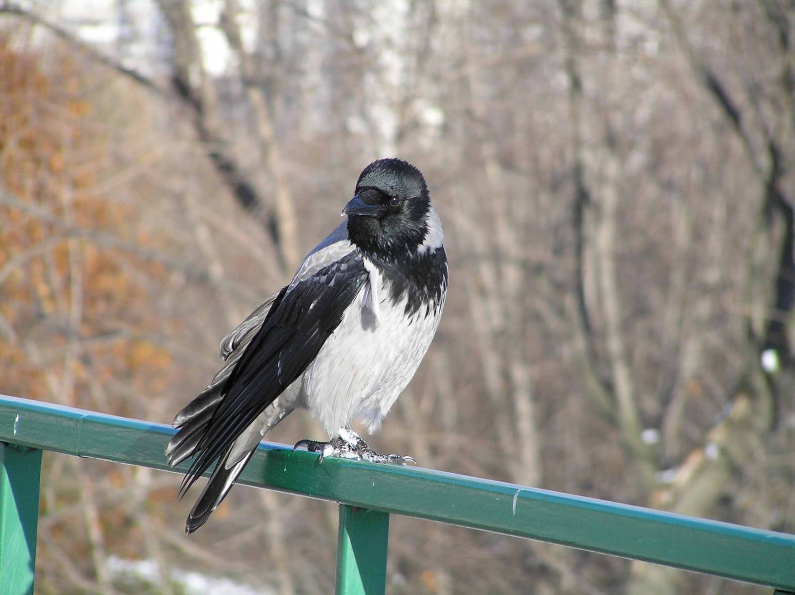 Why do birds let people closer to them in winter? - My, Birds, Kolomenskoe