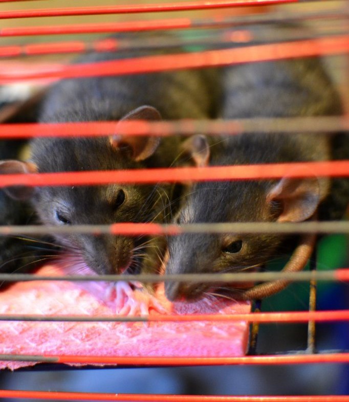 my two ponytails - My, Decorative rats, The photo, Pet, Little Rat, , Rat, Longpost, Pets