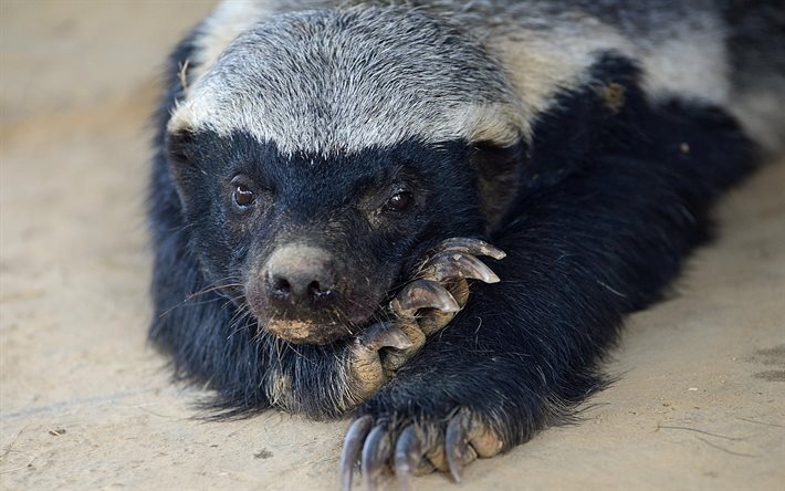 Honey badgers are cute sweet tooth - Honey badger, Far cry, Images, Honey, Animals, Longpost