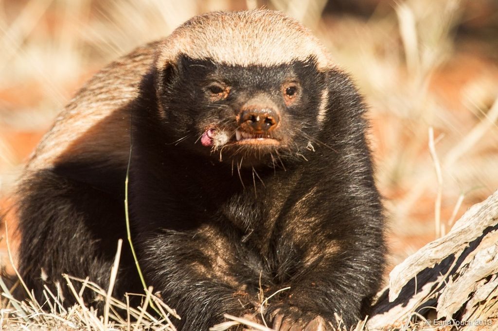 Honey badgers are cute sweet tooth - Honey badger, Far cry, Images, Honey, Animals, Longpost