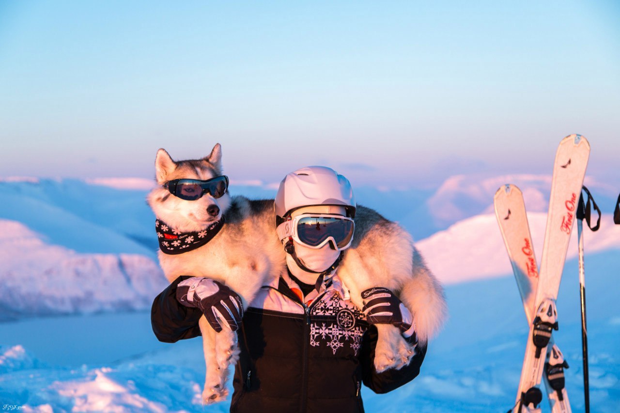 Downhill from the Husky - The photo, Winter, Snow, Skis, Dog, Husky, Murmansk region, Khibiny, Longpost