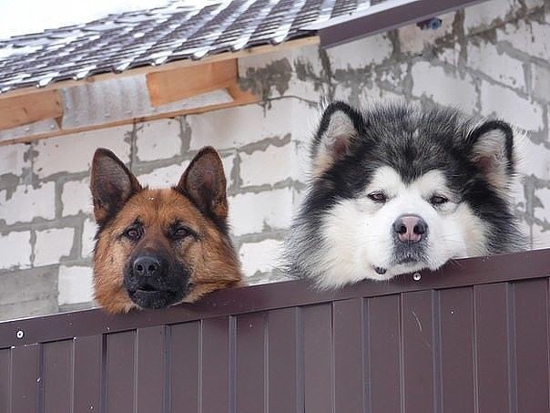 We love to watch passers-by. - Fence, Dog